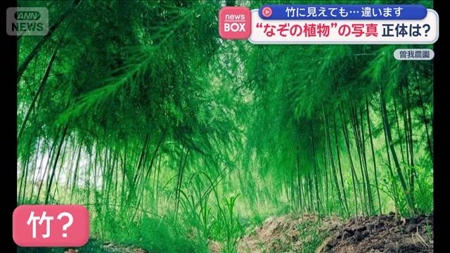 竹に見えても…違います　“なぞの植物”の写真　正体は？