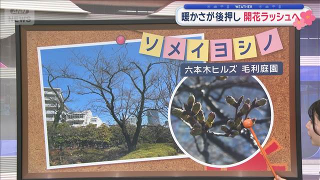【関東の天気】南部で雨雲発生　あすには回復へ　暖かさが後押し　開花ラッシュへ