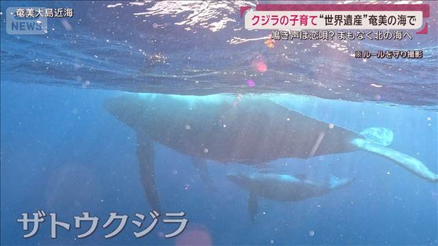 “世界遺産”奄美の海でザトウクジラの子育て 北へ旅立つ直前…鳴き声は恋の唄？