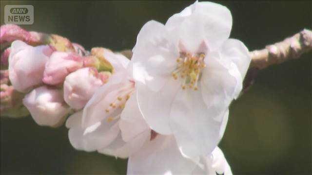 今年全国トップ　岐阜と高知でサクラ開花　15℃超の暖かさで咲き進む