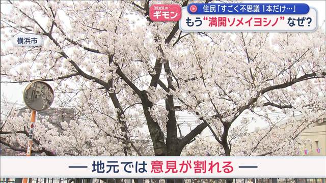 “不思議なソメイヨシノ”発見　3連休で行ける満開スポットは？