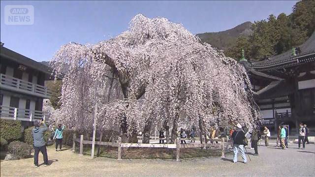 樹齢400年 しだれ桜が満開　例年より1週間早い開花　山梨・久遠寺