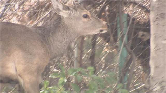 大阪市都島区の公園にシカ　餌付けなどしないよう注意呼びかけ