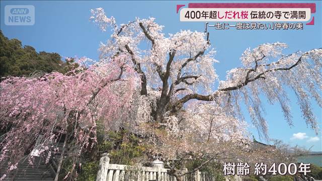 満開しだれ桜「一生に一度は見たい」樹齢400年超の名木 日蓮ゆかりの身延山久遠寺