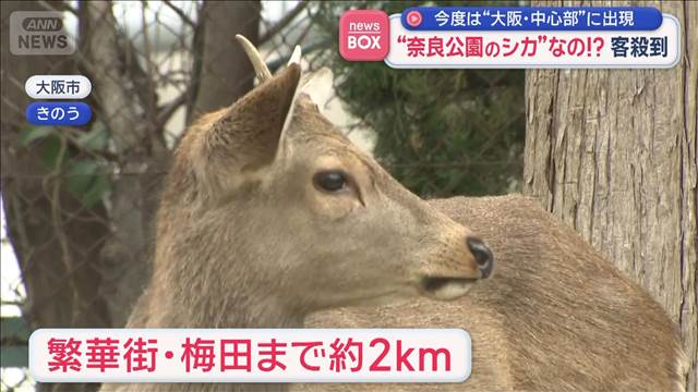 “奈良公園のシカ”なの！？客殺到　今度は“大阪・中心部”に出現