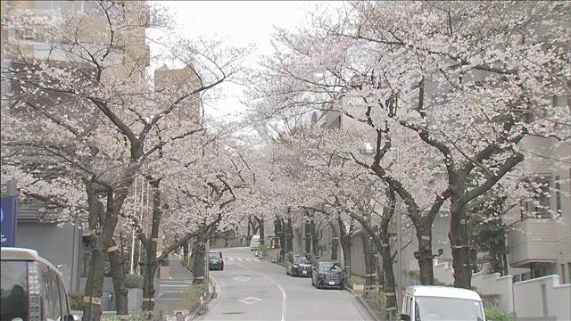 咲き進む桜に本降りの雨　前線が西日本から関東へ