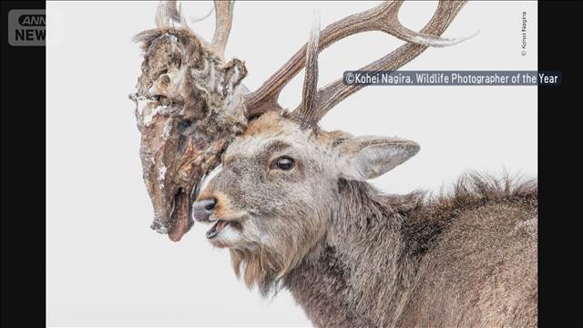 世界的生物写真コンテストで快挙　エゾシカの写真で日本人初受賞