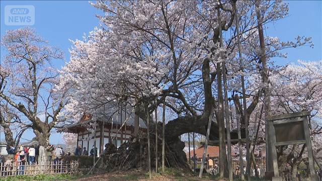 樹齢2000年 日本三大桜の山高神代桜が満開　山梨県