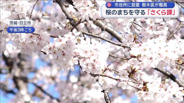 花見の名所悩ます被害　千鳥ケ淵の桜倒れる　桜のまちを守る「さくら課」も…