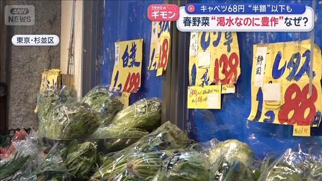 春野菜“渇水なのに豊作”なぜ？　キャベツ68円“半額”以下も
