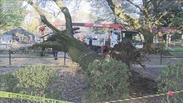 世田谷区砧公園で桜の木倒木相次ぐ