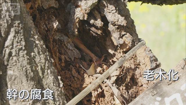 東京・国立市の桜並木 “樹齢100年”を守り街の象徴を未来へ残す取り組み