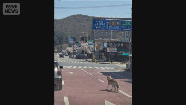 韓国・動物園からオオカミ脱走　周辺住民には注意喚起も　250人態勢で行方追う