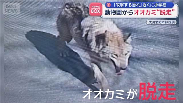 動物園からオオカミ“脱走”　近くに小学校「攻撃する恐れ」　韓国