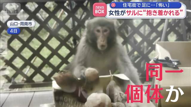 「怖い」住宅街で足に… 女性がサルに“抱き付かれる” 山口・周南市