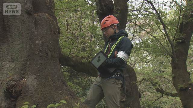 砧公園で緊急点検　7本に倒木危険性　東京・世田谷区