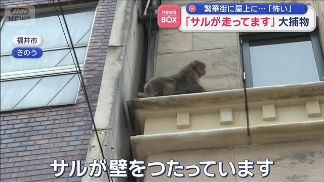 「サルが走ってます」大捕物　福井駅前の繁華街に出没