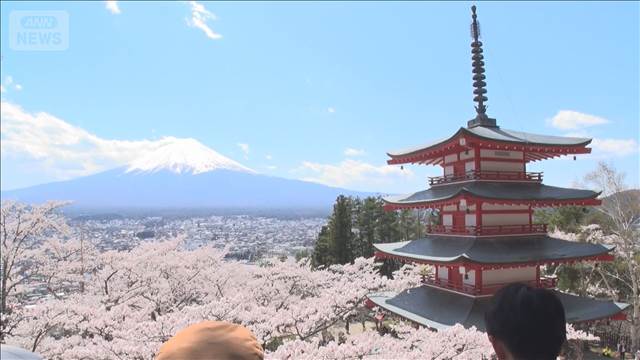 観光客の迷惑行為で中止…富士山のふもとの桜まつり 人出増加も「ポイ捨て減った」