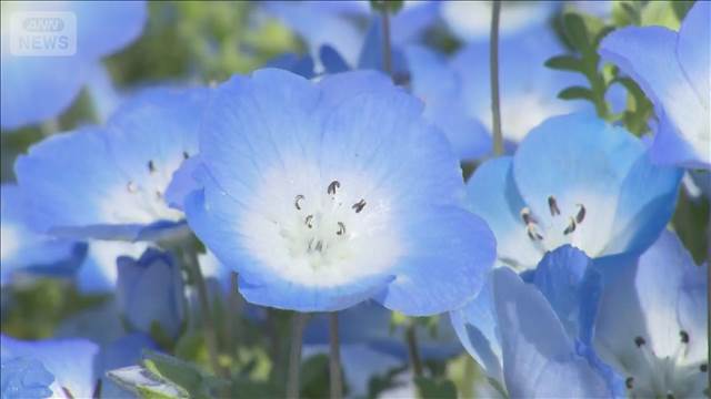 丘一面を青く染め…ネモフィラ七分咲きで見ごろ　茨城・国営ひたち海浜公園