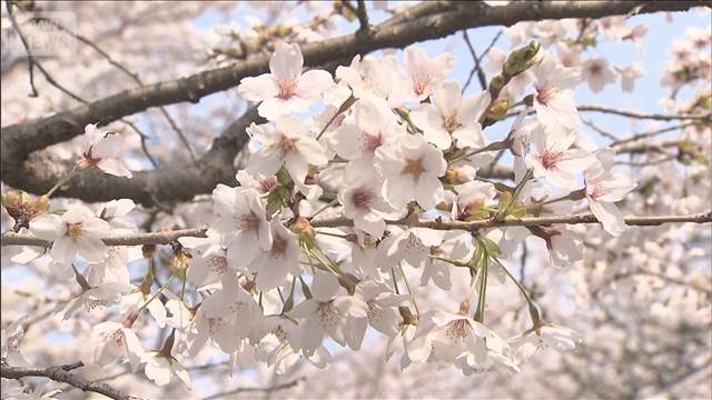 初夏の陽気で行楽日和に　各地でサクラが見ごろ