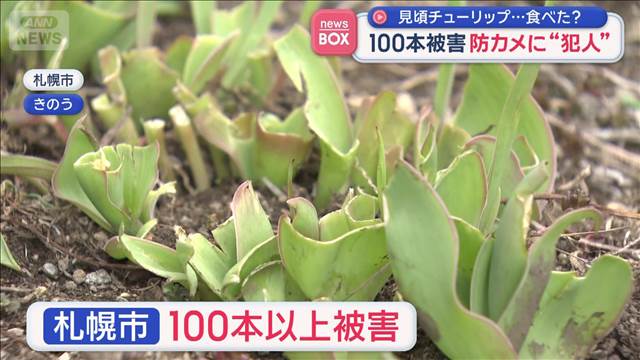見頃チューリップ…食べた？100本被害　防カメに“犯人”　札幌市