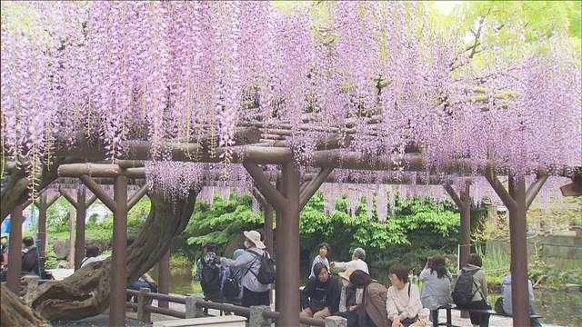 東京・西新井大師で“樹齢700年”藤の花が見ごろ　参拝客「香りが良くて綺麗」　