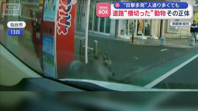 “目撃多発”人通り多くても　道路を“横切った”動物　その正体は…