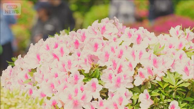 根津神社の境内で咲き誇るツツジ　見頃を迎えにぎわう