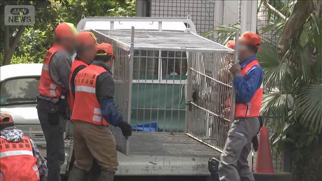 仙台の市街地にクマ居座り 成獣のオス　麻酔銃などで駆除