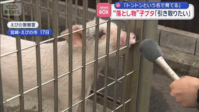 “落とし物”子ブタ「引き取りたい」「トントンという名で育てる」
