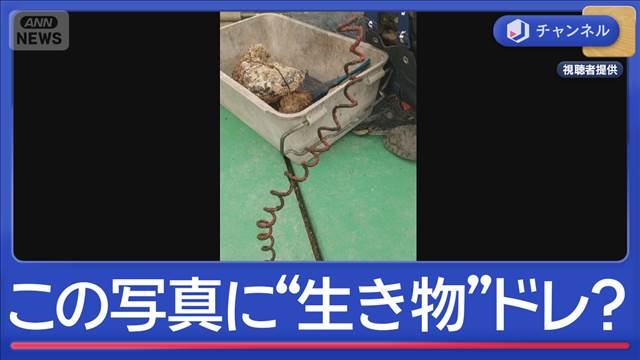 この写真に“生き物”がいます…実は“錆びた針金”が！！