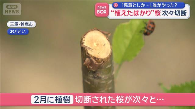 “植えたばかり”の桜を次々切断　「悪意としか…」誰がやった？