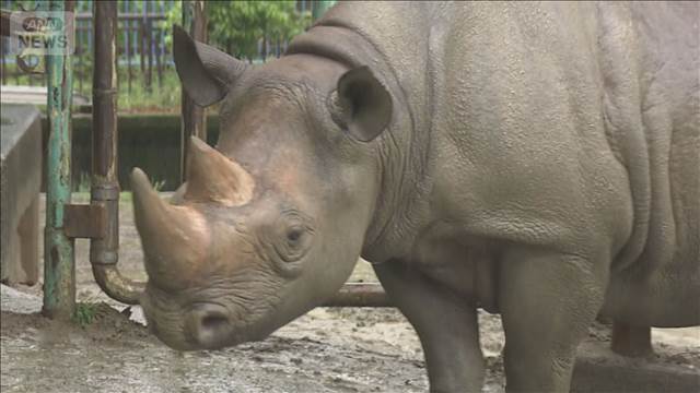 「サイに倒された」男性飼育員が頭の骨を折るなど重傷　 熊本市動植物園