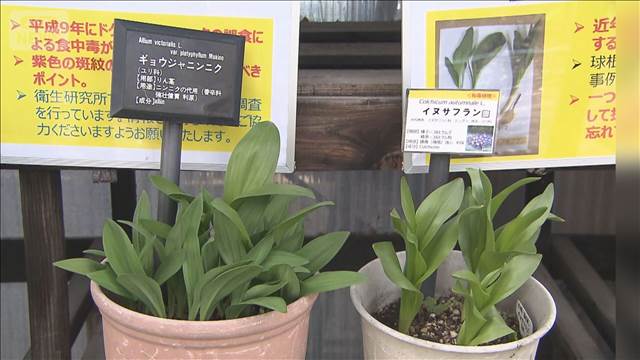 有毒イヌサフラン食べ札幌の70代女性死亡　厚労省はSNSで注意を呼びかけ