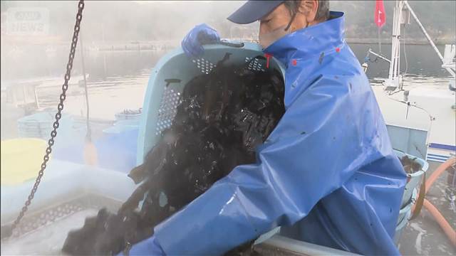 岩手・大槌町山林火災 避難指示解除の地区 中断のワカメ漁再開 徐々に日常戻る