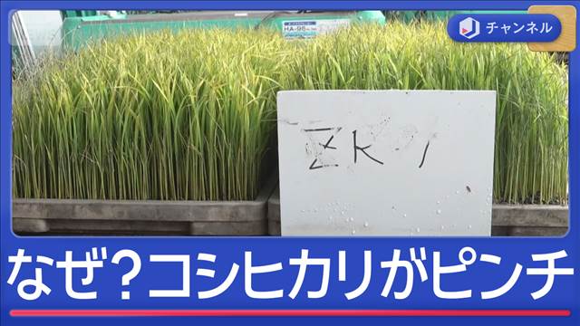 暑さでコシヒカリがピンチ　救世主？究極米「ZR1」とは