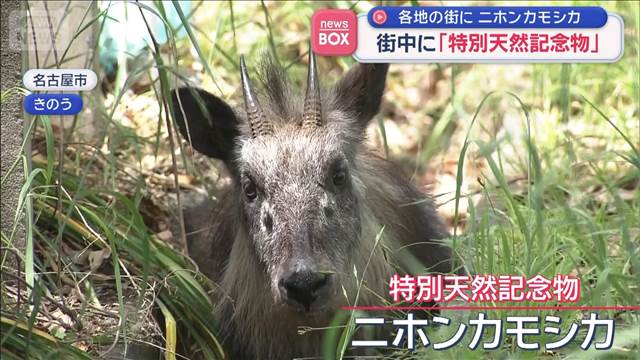 なぜ？街中に「特別天然記念物」　各地の街でニホンカモシカ目撃