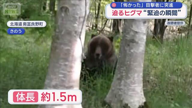 子グマが住みついた？市街地で目撃5倍なぜ