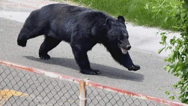 なぜ？6月に人を襲うクマが増加　カギを開け＆蛇口の水飲む姿も