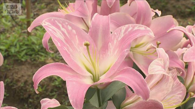 初夏を彩るユリの花が見ごろ 色とりどり24品種4700本 富山 – Quebee