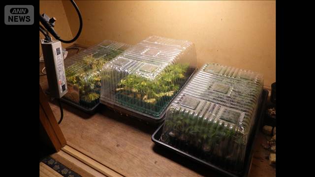 アパートで大麻草158本　販売目的で栽培か　ベトナム国籍の男逮捕　茨城