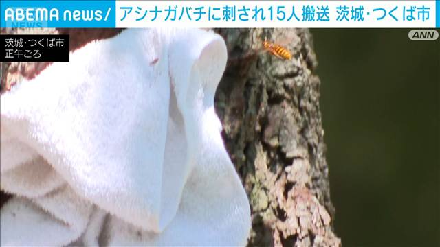 アシナガバチに刺され搬送 小中高生ら15人いずれも軽症　茨城・つくば市