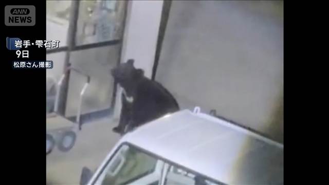 くまっち様確認専用ページ【取り置き中　4月6日迄】 クマ1頭を捕獲 住宅侵入を繰り返した個体か 岩手・雫石町 – Quebee
