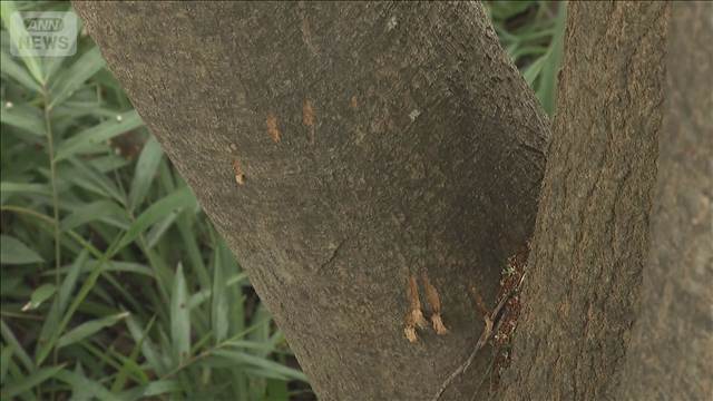 緊急銃猟でクマ1頭を駆除　周辺では目撃相次ぐ　仙台市