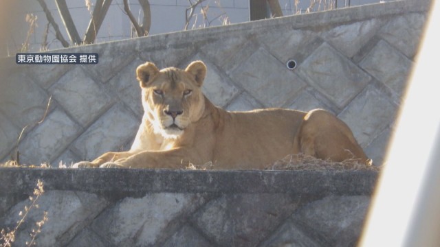 多摩動物公園　ライオン3頭死ぬ　熱中症か「急激な気温上昇が影響」