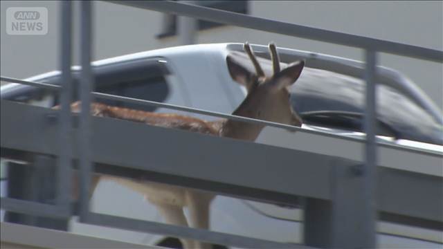 立体駐車場にシカ居座る「暑くて動かなくなったのかな」　札幌市