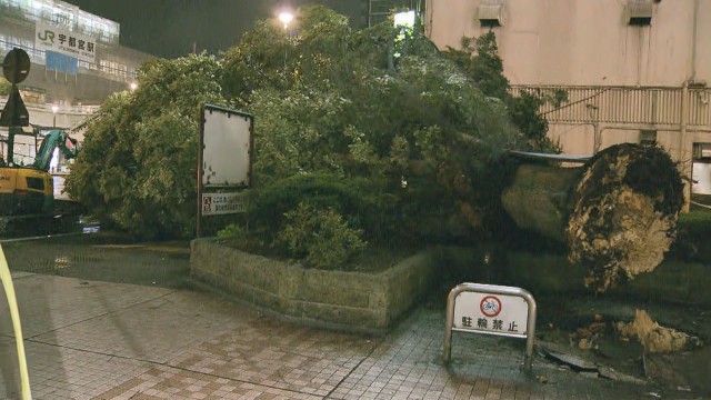栃木県内で倒木相次ぐ　宇都宮駅前や東北道で道を塞ぐ　けが人なし
