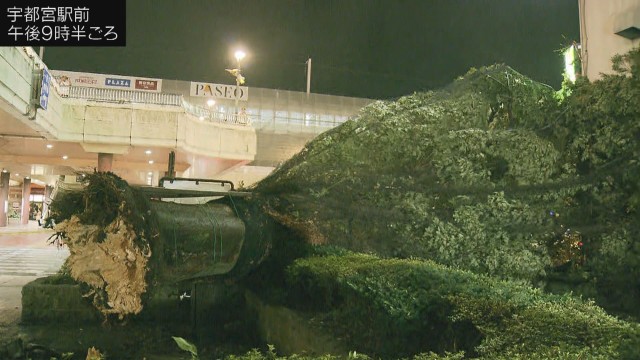 台風15号上陸　栃木県内で倒木相次ぐ　宇都宮駅前や東北道で道を塞ぐ