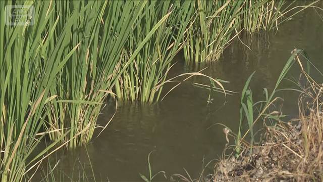 熊本地震で収穫前コメ危機 ポンプで懸命給水　「命の水」