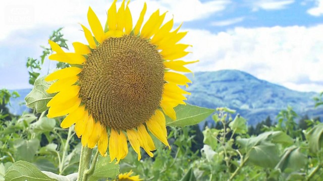 夏の絶景“50万本のヒマワリ”倒れる…でも訪れた人が笑顔のワケ